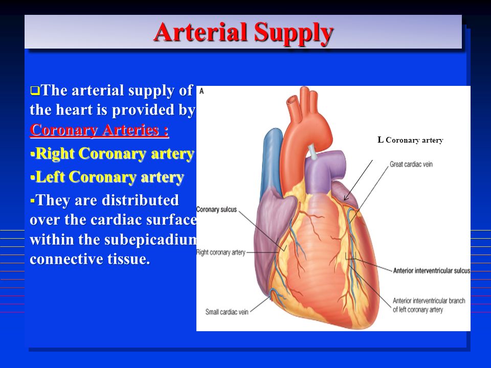 Arterial Supply  The arterial supply of the heart is provided by Coronary Arteries :  Right Coronary artery &  Left Coronary artery  They are distributed over the cardiac surface, within the subepicadium connective tissue.