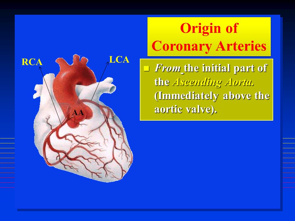 From the initial part of the Ascending Aorta. (Immediately above the aortic valve).