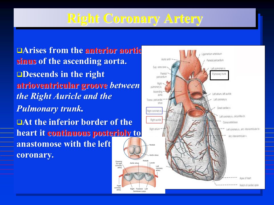 Right Coronary Artery  Arises from the anterior aortic sinus of the ascending aorta.