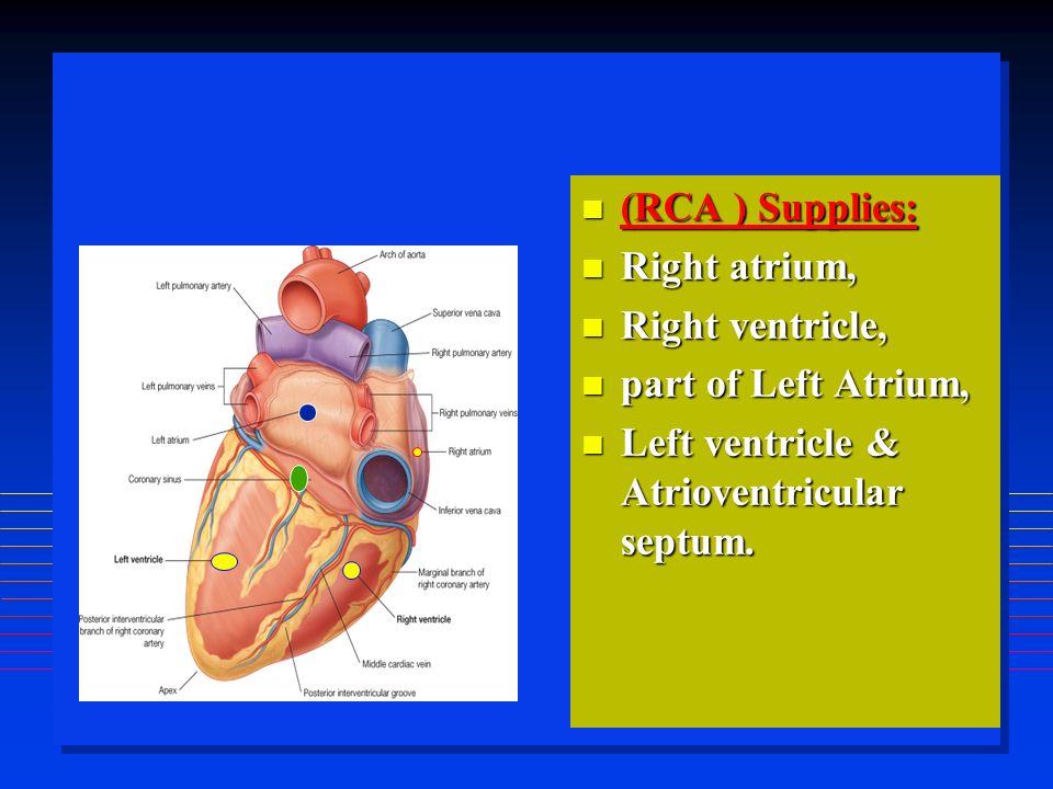 (RCA ) Supplies: (RCA ) Supplies: Right atrium, Right atrium, Right ventricle, Right ventricle, part of Left Atrium, part of Left Atrium, Left ventricle & Atrioventricular septum.