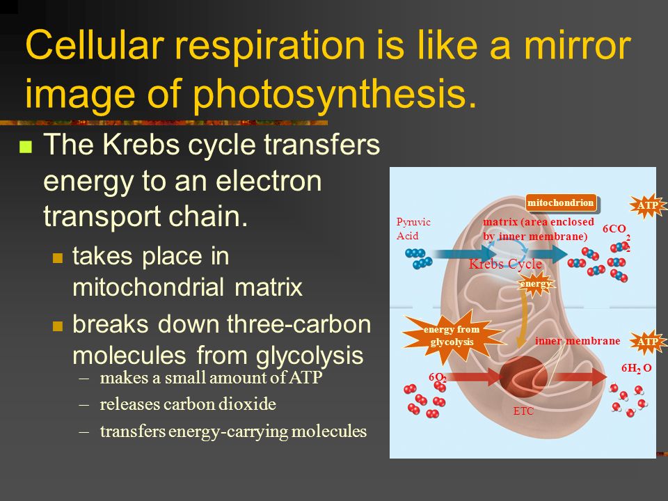 cellular respiration after photsynthesis Learn more about cellular respiration, fermentation, and other processes that extract energy from fuel molecules like glucose learn for free about math. cellular respiration after photsynthesis Learn more about cellular respiration, fermentation, and other processes that extract energy from fuel molecules like glucose learn for free about math.