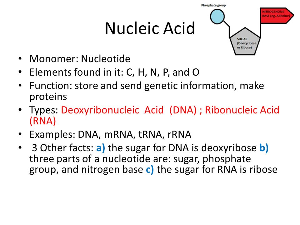 facts about nucleic acids