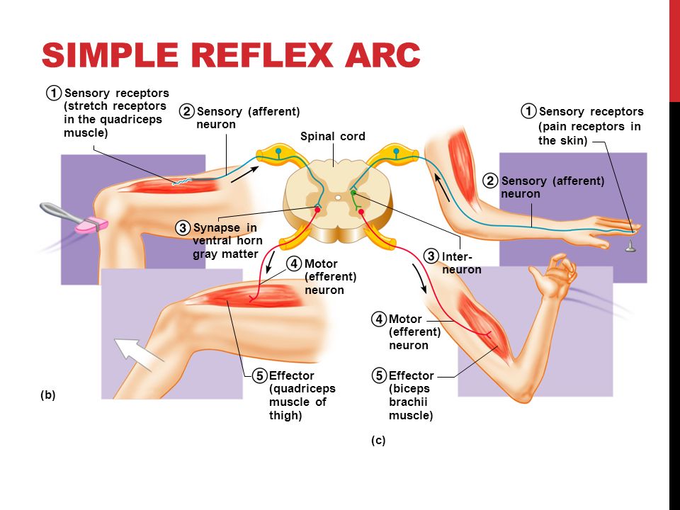 nervous system and reflex arc In a simple reflex arc, such as the knee jerk the human nervous system is far more complex than a simple reflex arc, although the same stages still apply. nervous system and reflex arc In a simple reflex arc, such as the knee jerk the human nervous system is far more complex than a simple reflex arc, although the same stages still apply.
