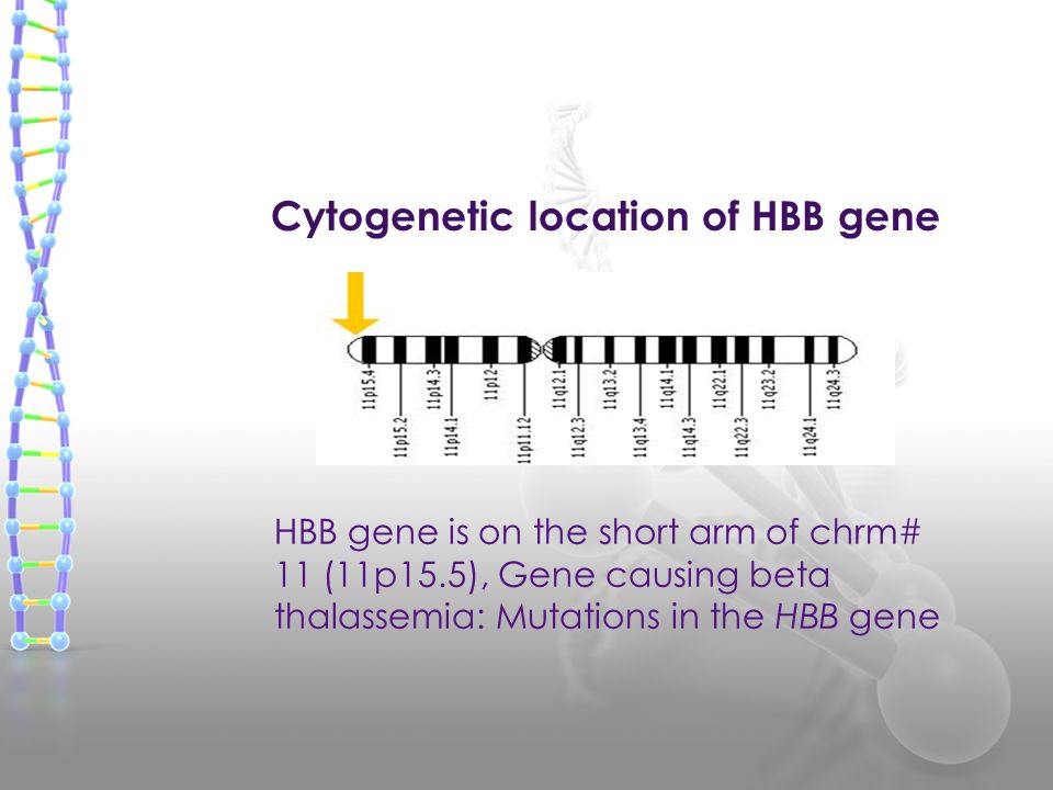Cytogenetic location of HBB gene HBB gene is on the short arm of chrm# 11 (11p15.5), Gene causing beta thalassemia: Mutations in the HBB gene
