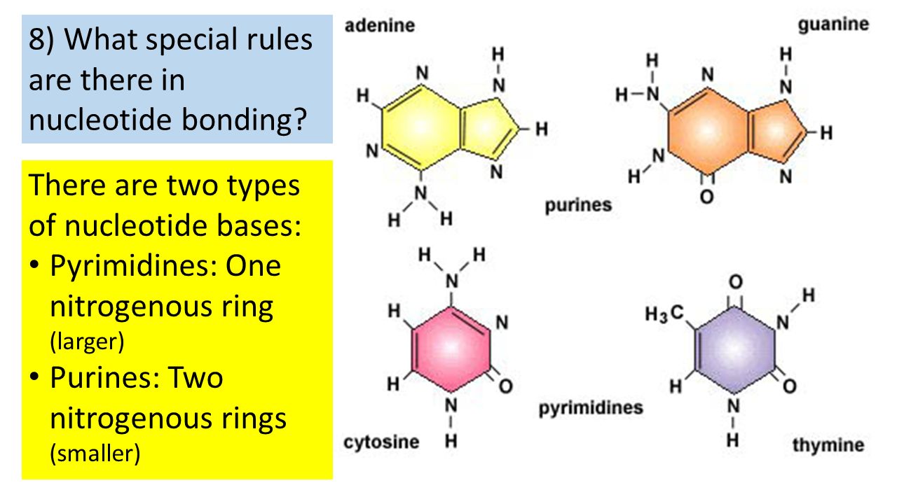 the biological description of the nucleotides the biological description of the nucleotides