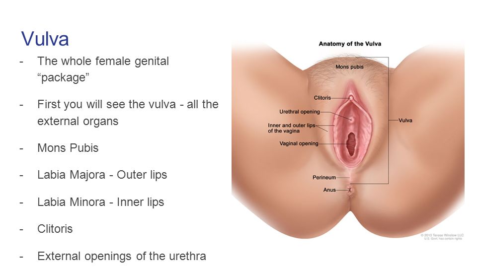 Jack rabbit vibrator fuck Map of vagina and clitoris