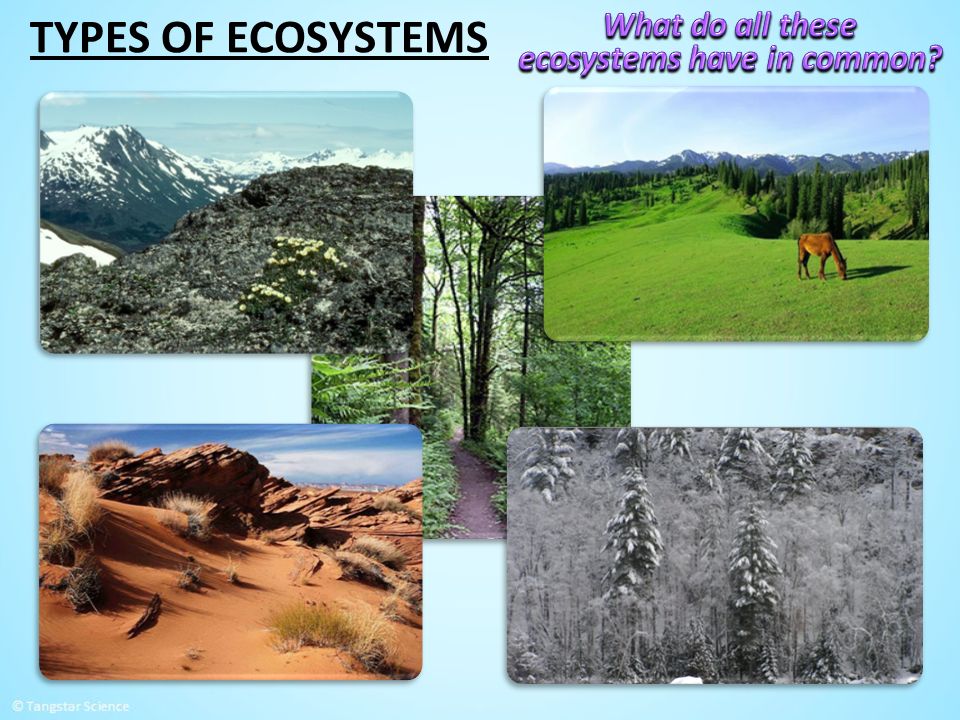 types of ecosystems