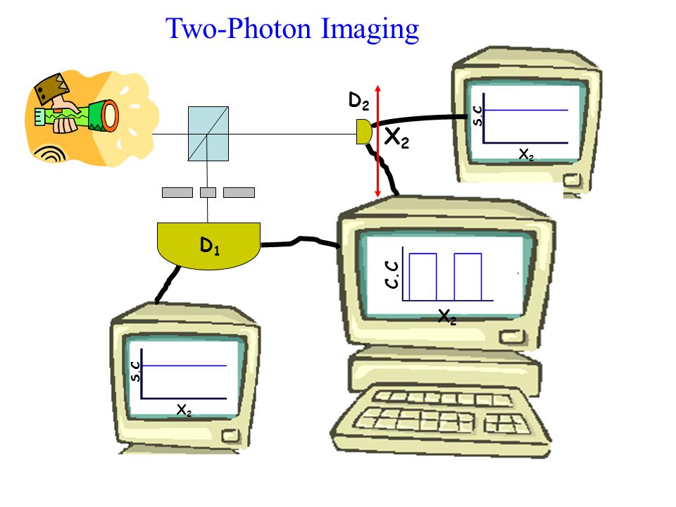 S.C X2X2 X2X2 D2D2 D1D1 Two-Photon Imaging X2X2 C.C X2X2