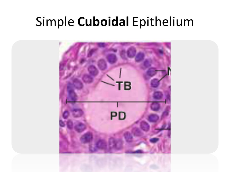 histology quiz
