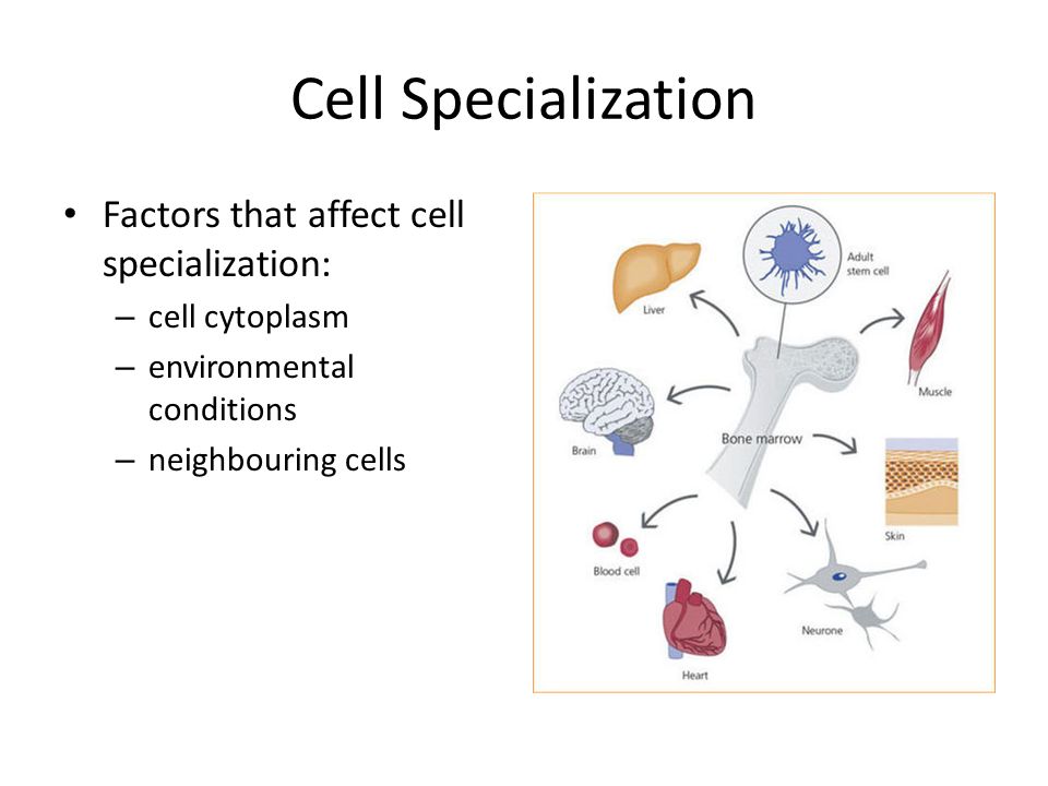 cell specialisation cell specialisation