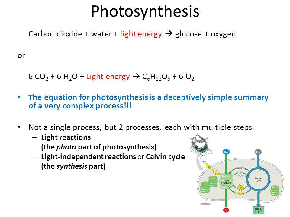 the steps of photosynthesis What are photosynthesis and respiration the following steps walk you through the photosynthesis process that occurs each time the sun’s light reaches the. the steps of photosynthesis What are photosynthesis and respiration the following steps walk you through the photosynthesis process that occurs each time the sun’s light reaches the.