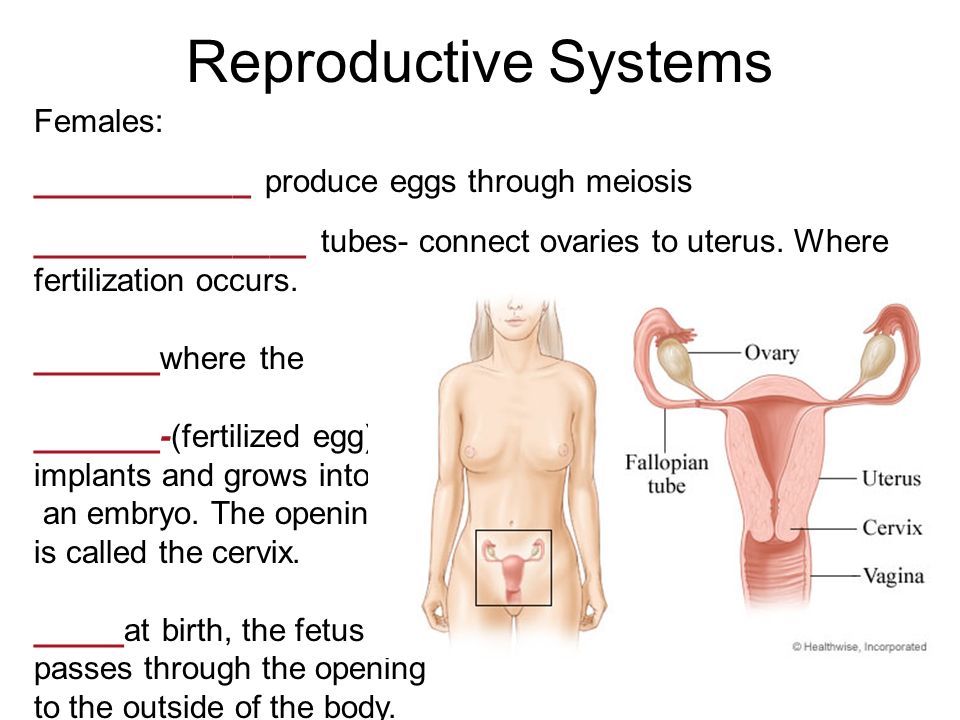 animal systems ap biology the human body is an orderly assembly of the heart and muscles form from the embryonic
