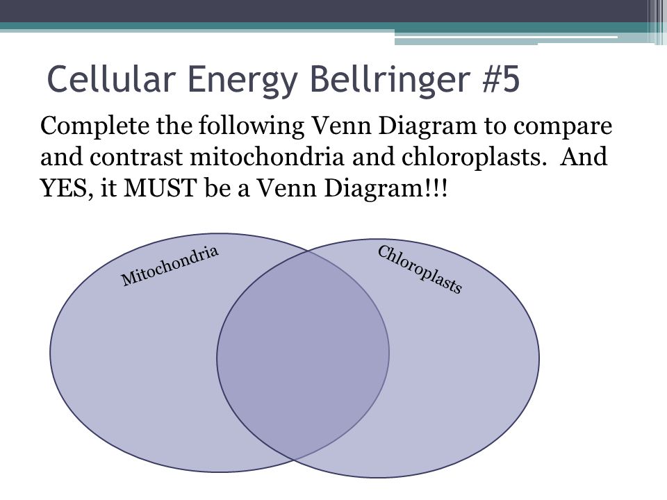chloroplast and mitochondria venn diagram under fontanacountryinn com venn diagram of chloroplasts and mitochondria