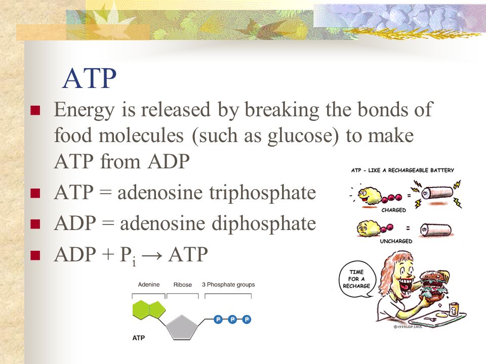 the four basic food molecules the four basic food molecules