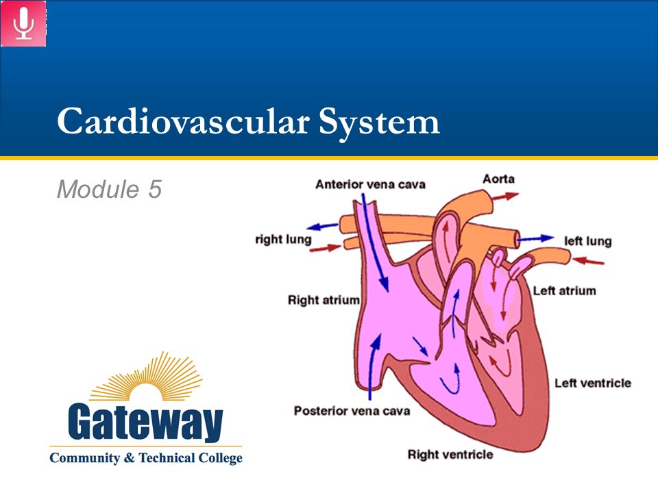 cardiovascular system essays Free essays on conclusion of cardiovascular system get help with your writing 1 through 30. cardiovascular system essays Free essays on conclusion of cardiovascular system get help with your writing 1 through 30.