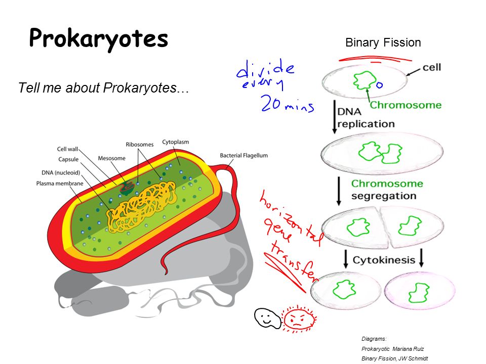 exercise 1 prokaryotes and eukaryotes differences in cell structure and function This is a fill-in-the-blank notes page that highlights the similarities and differences between prokaryoteic and eukaryotic cells it also provides students with visual representations of each type of cell. exercise 1 prokaryotes and eukaryotes differences in cell structure and function This is a fill-in-the-blank notes page that highlights the similarities and differences between prokaryoteic and eukaryotic cells it also provides students with visual representations of each type of cell.
