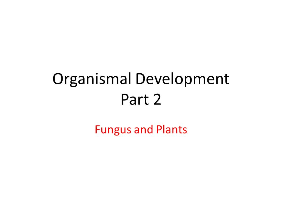 High School Admissions Essay Sasek Dawn Ap Biology Bio Essay Evolution Essay Questions Origins Origin And Evolution Of Earth Research Thesis Argumentative Essay also Independence Day Essay In English Essay Advantages Of Using The Internet For Vacatining Wireless Best English Essay