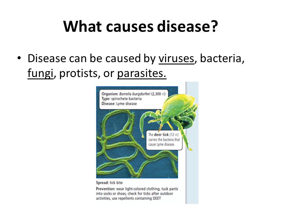 What Is Hasbulla Disease