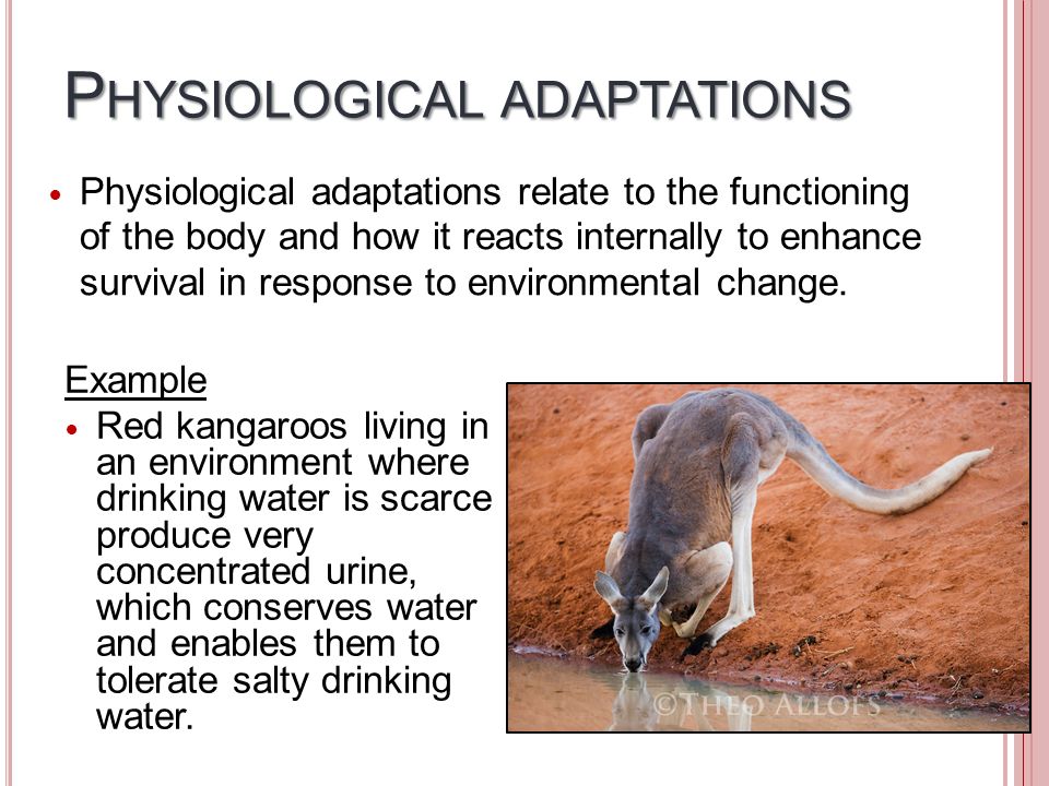 Physiology Zoology Animal Physiology Adaptation and Environment ...
