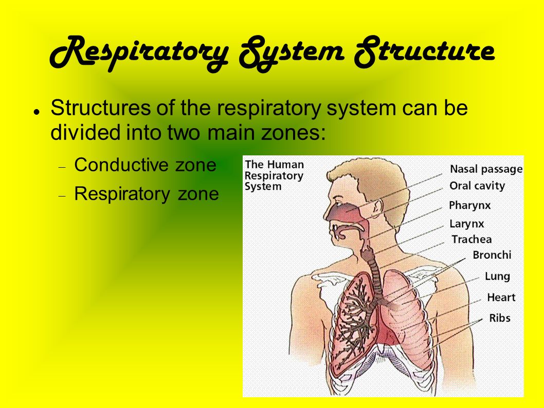 structure of the respiratory system The human respiratory system explained including anatomy, functions, organs with diagrams, learning aids and more. structure of the respiratory system The human respiratory system explained including anatomy, functions, organs with diagrams, learning aids and more.