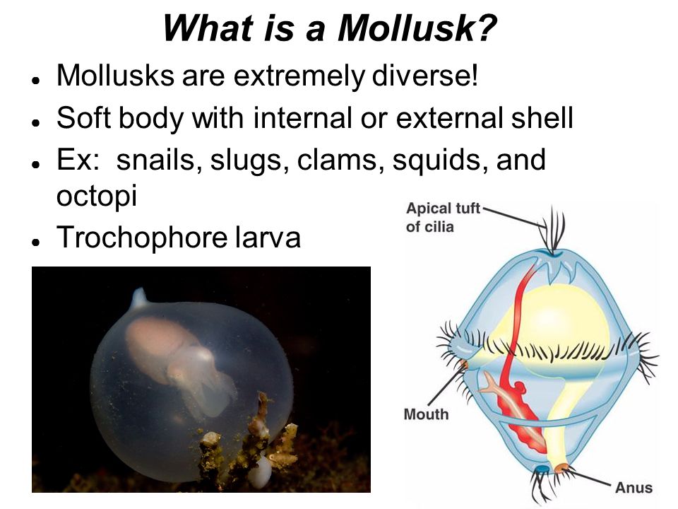 What is mollusca?