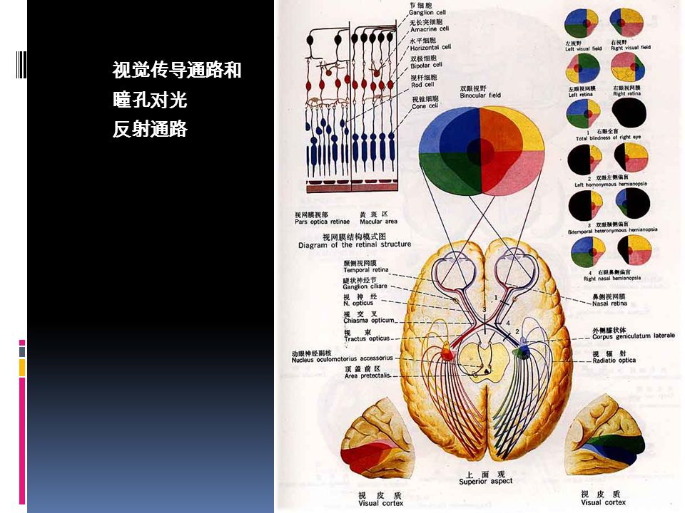 ( 2 )瞳孔对光反射通路: 光照一侧瞳孔,引起双侧瞳孔缩小的反应