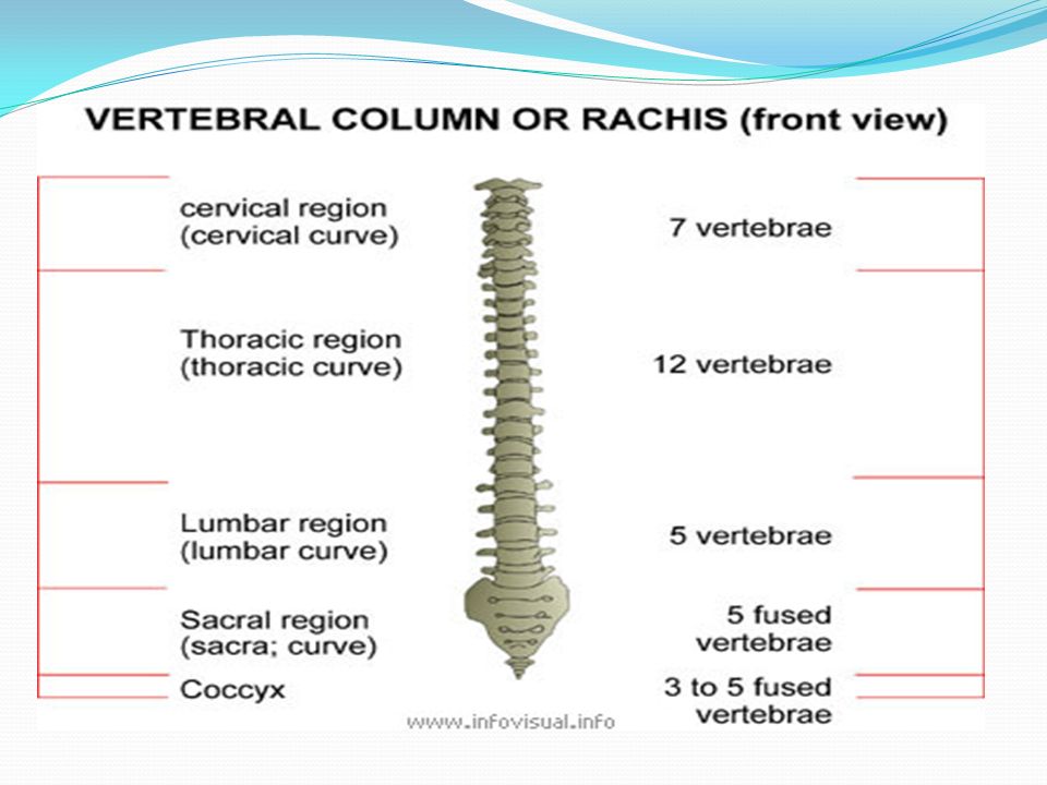 vertebral column toracic region vertebral column toracic region