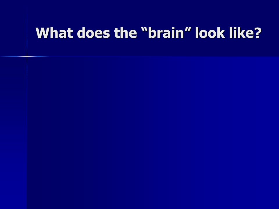 What does the brain look like
