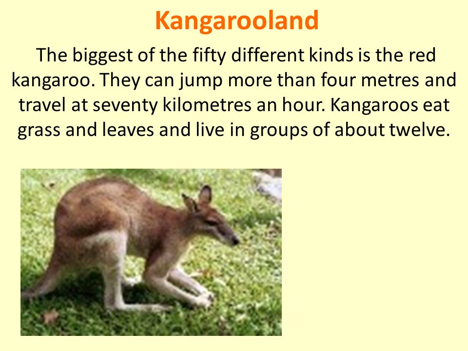 Kangarooland The biggest of the fifty different kinds is the red kangaroo.