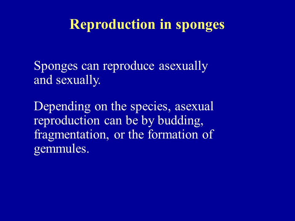 Reproduction in sponges Sponges can reproduce asexually and sexually.