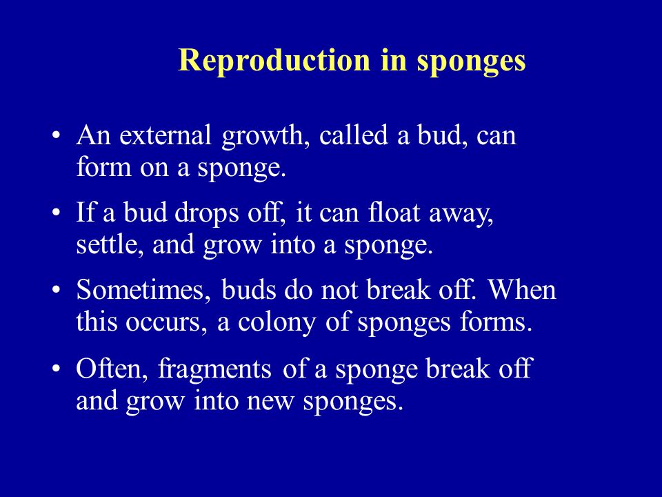 Reproduction in sponges An external growth, called a bud, can form on a sponge.