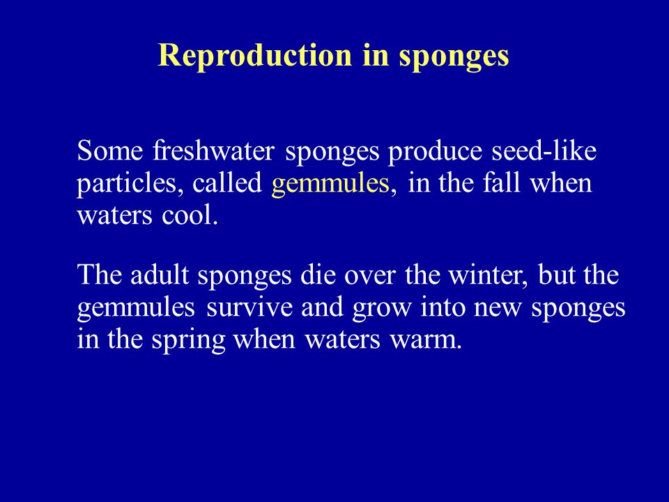 Reproduction in sponges Some freshwater sponges produce seed-like particles, called gemmules, in the fall when waters cool.