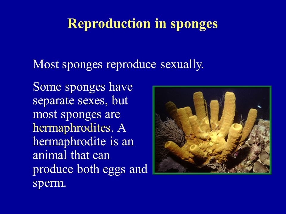 Reproduction in sponges Most sponges reproduce sexually.