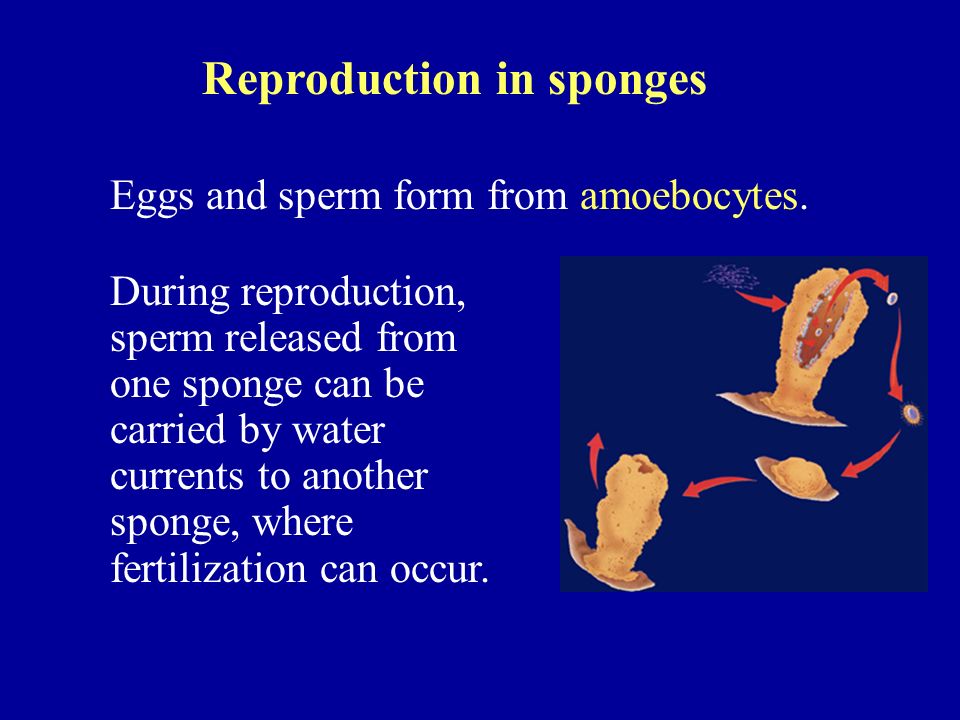 Reproduction in sponges Eggs and sperm form from amoebocytes.