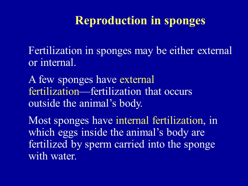 Reproduction in sponges Fertilization in sponges may be either external or internal.