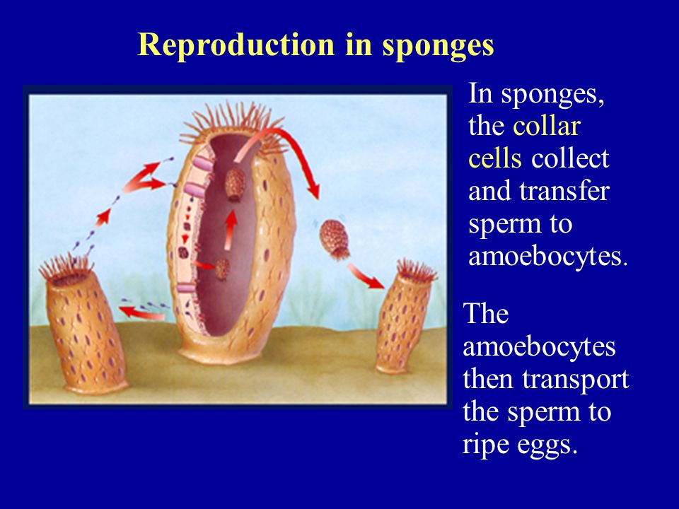 Reproduction in sponges In sponges, the collar cells collect and transfer sperm to amoebocytes.