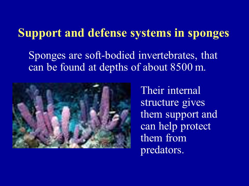 Support and defense systems in sponges Sponges are soft-bodied invertebrates, that can be found at depths of about 8500 m.