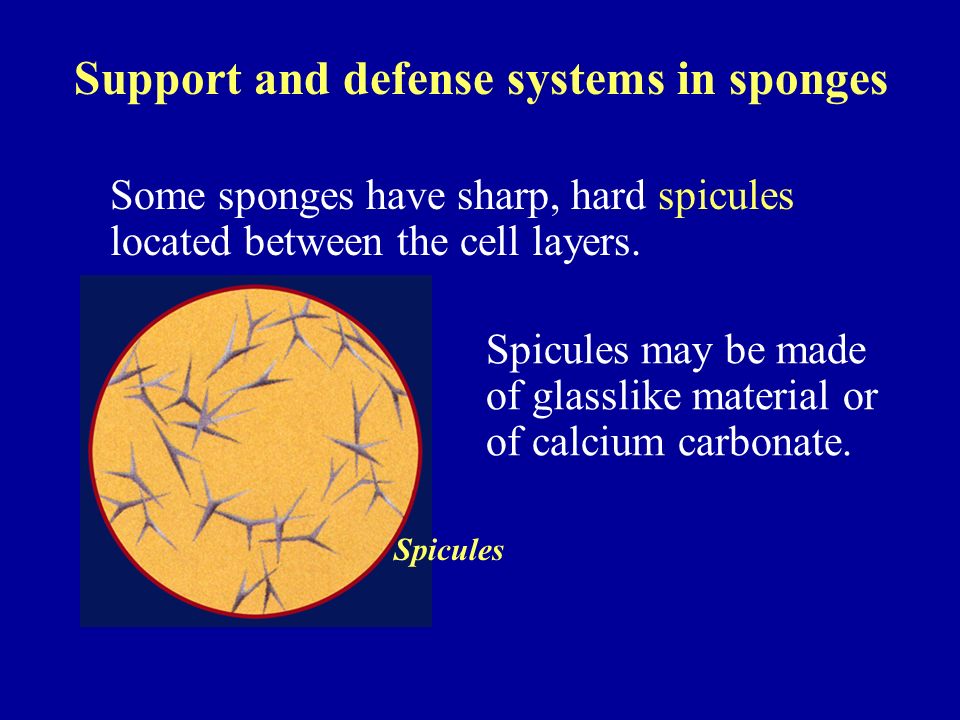 Support and defense systems in sponges Some sponges have sharp, hard spicules located between the cell layers.