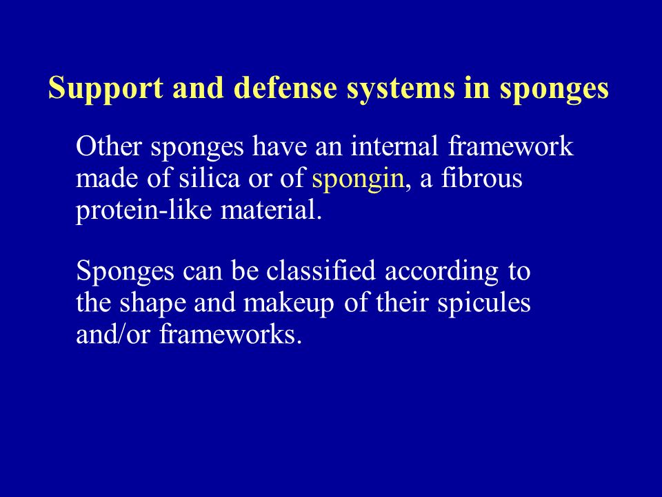 Support and defense systems in sponges Other sponges have an internal framework made of silica or of spongin, a fibrous protein-like material.