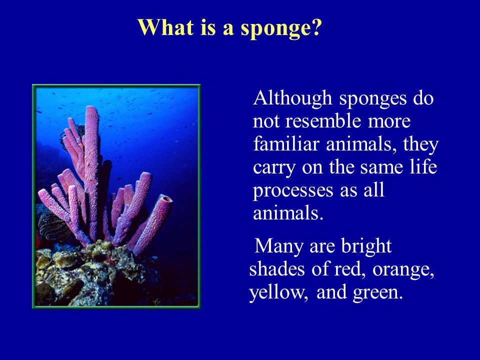 What is a sponge.
