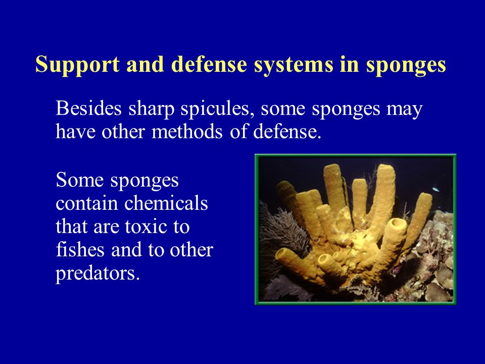 Support and defense systems in sponges Besides sharp spicules, some sponges may have other methods of defense.