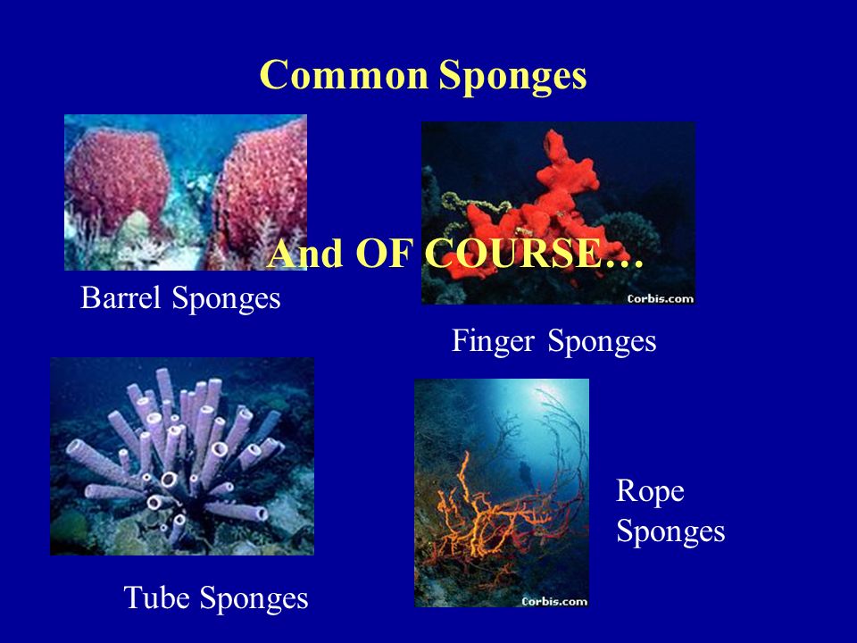 Common Sponges Barrel Sponges Finger Sponges Tube Sponges Rope Sponges And OF COURSE…