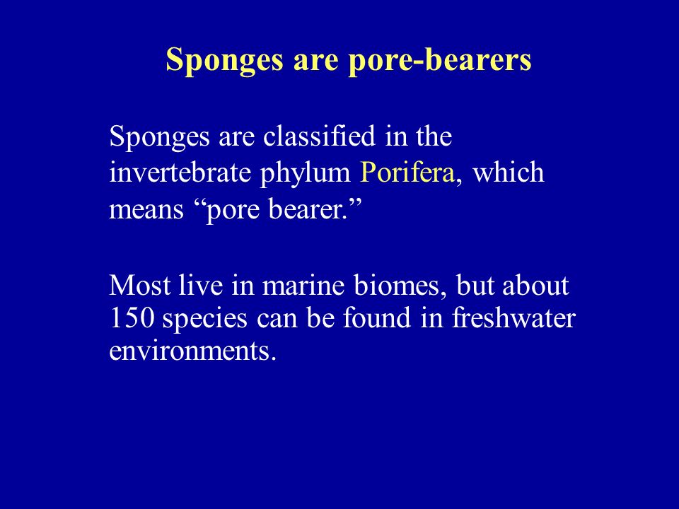 Sponges are pore-bearers Sponges are classified in the invertebrate phylum Porifera, which means pore bearer. Most live in marine biomes, but about 150 species can be found in freshwater environments.