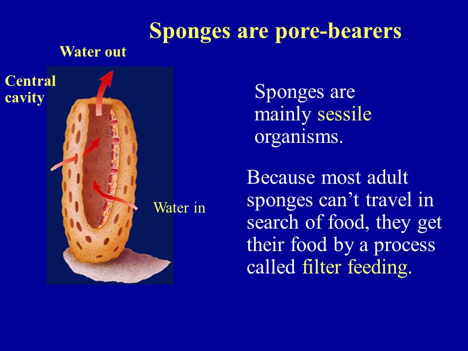 Sponges are mainly sessile organisms.