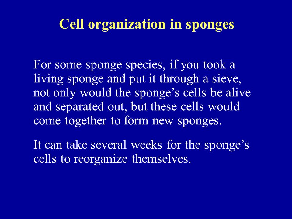 Cell organization in sponges For some sponge species, if you took a living sponge and put it through a sieve, not only would the sponge’s cells be alive and separated out, but these cells would come together to form new sponges.