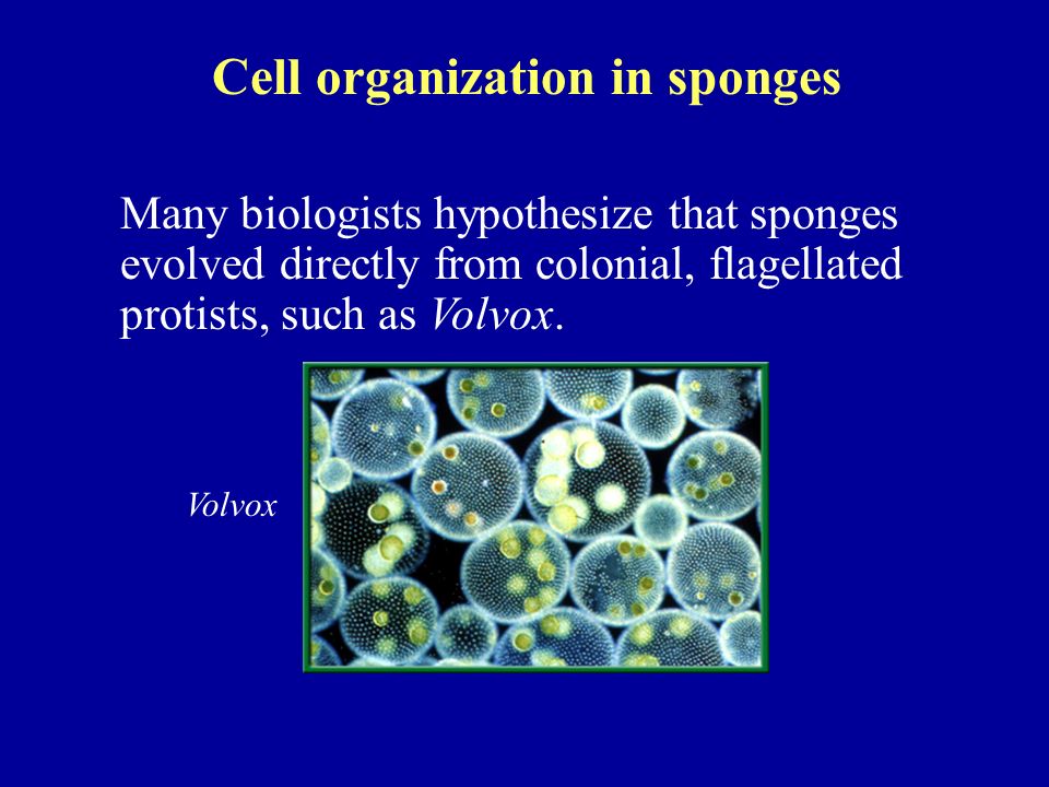 Cell organization in sponges Many biologists hypothesize that sponges evolved directly from colonial, flagellated protists, such as Volvox.
