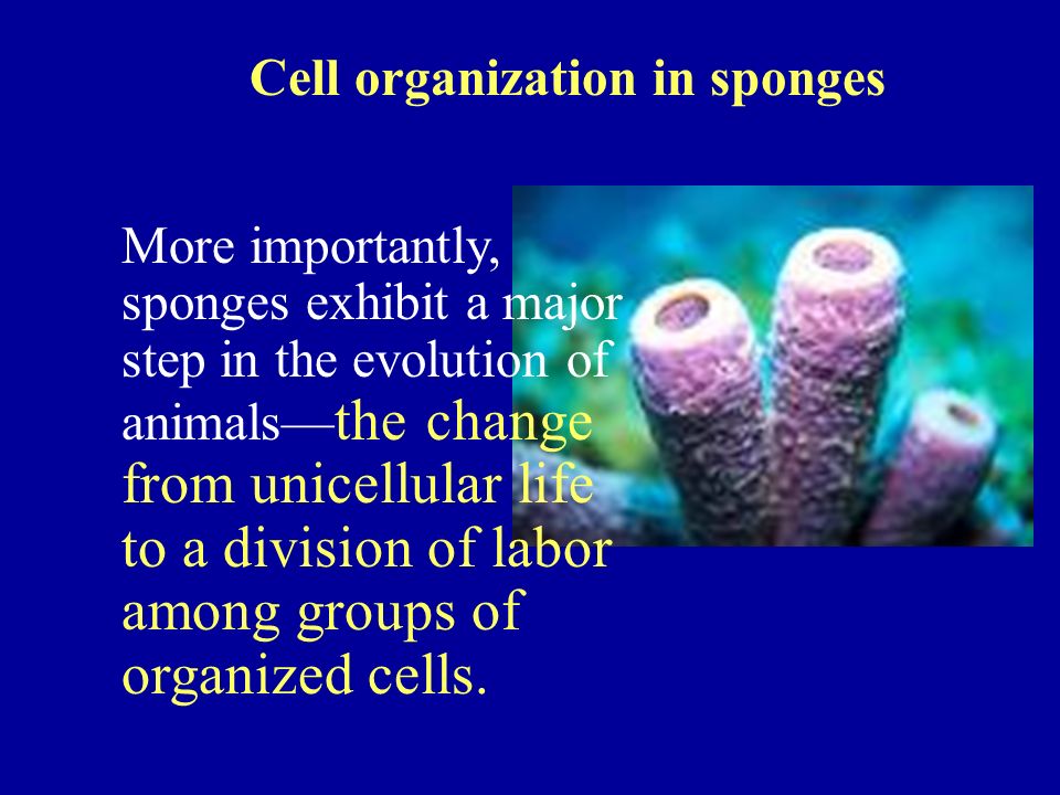 Cell organization in sponges More importantly, sponges exhibit a major step in the evolution of animals— the change from unicellular life to a division of labor among groups of organized cells.