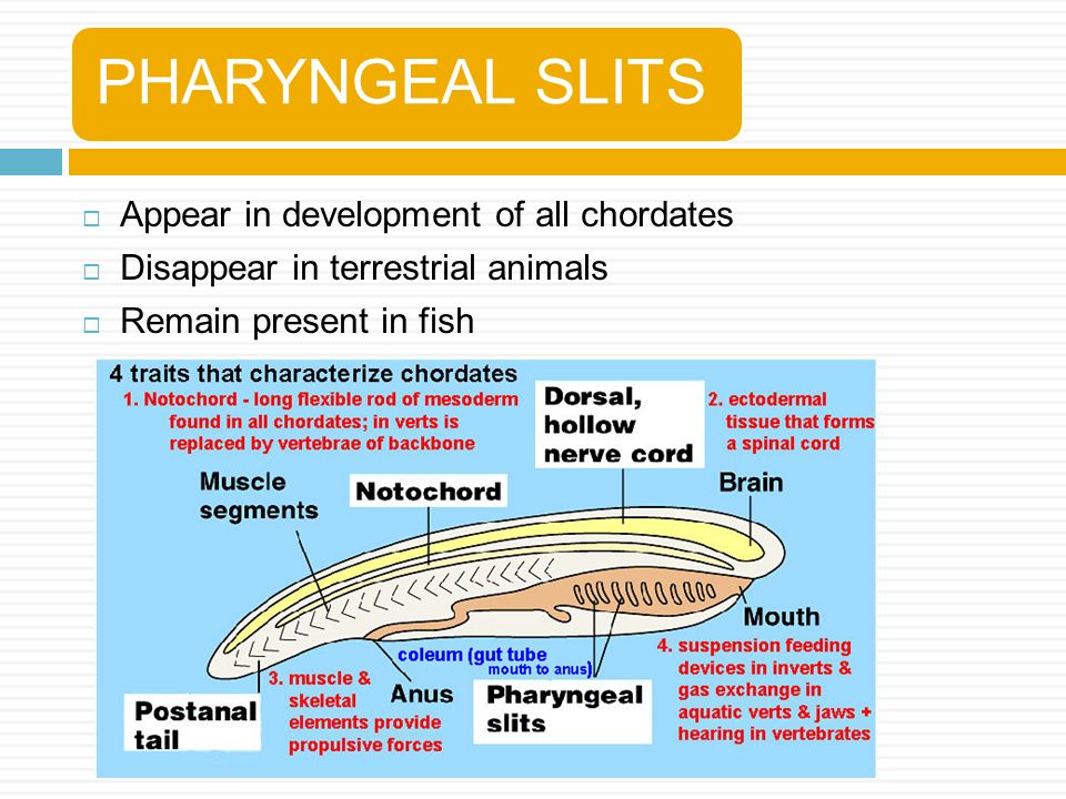 chordates 85 animals that have a backbone 85