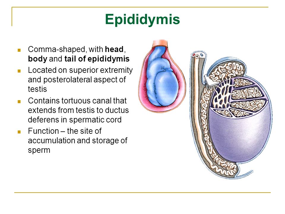 epididymis comma-shaped, with head, body and tail of