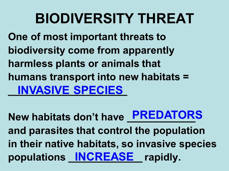 BIODIVERSITY THREAT One of most important threats to biodiversity come from apparently harmless plants or animals that humans transport into new habitats = _____________________ New habitats don’t have ____________ and parasites that control the population in their native habitats, so invasive species populations _____________ rapidly.